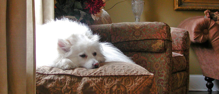 Dog friendly bed & breakfasts in the Lake District
