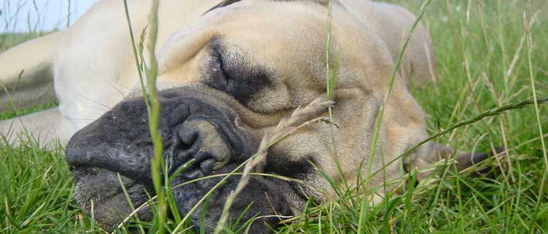Top Dog Friendly Glamping Sites