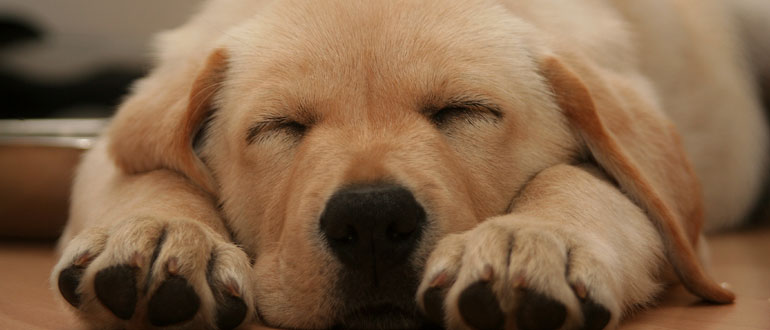 Dog friendly hotels in the Lake District