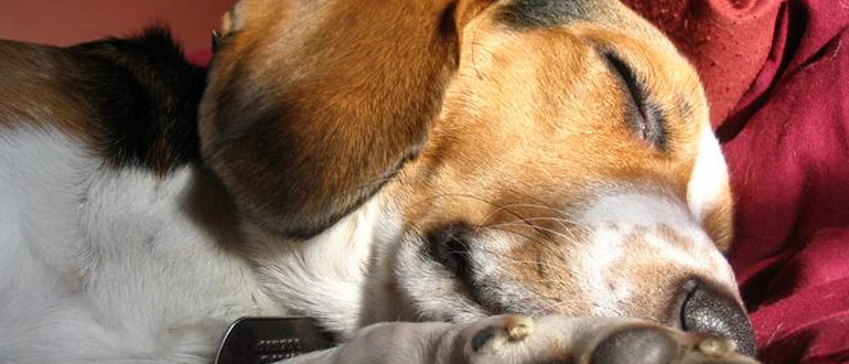 Dog friendly luxury accommodation in the Lake District