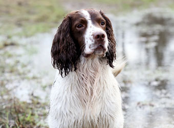 Bailey
