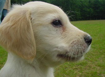Dog Socialisation