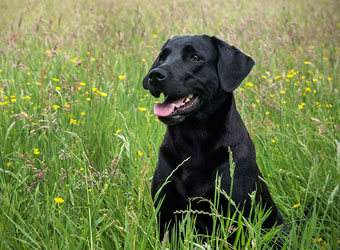 Black Lab