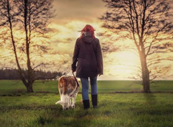 Safe dog walking