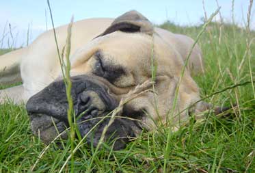 Dog friendly Glamping Lake District