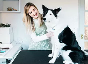 Lakes Dog Grooming